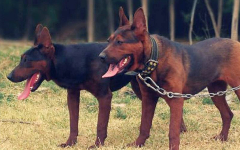 国内5种非常可靠的狼犬,不仅外表帅气,还有野狼的基因