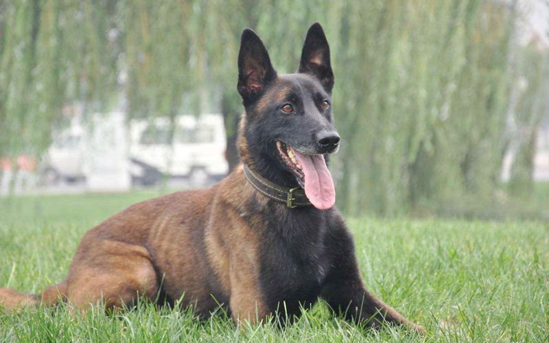 国内5种非常可靠的狼犬,不仅外表帅气,还有野狼的基因