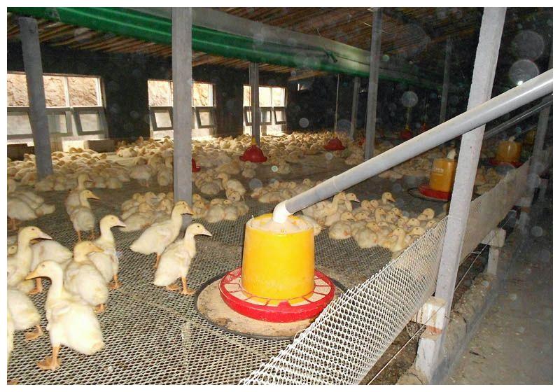 养殖课堂:如何做到鹅舍的科学消毒,做好这四点尤为关键!