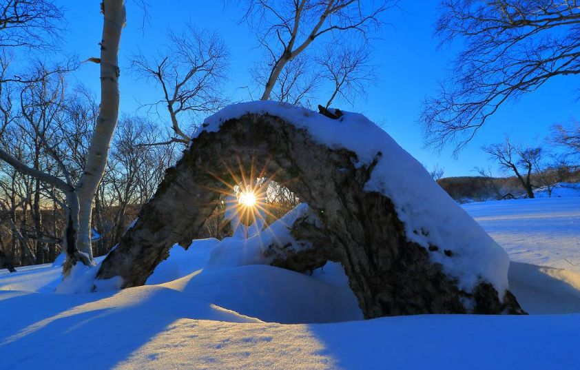 世界上最硬的树 坚硬程度堪比钢铁 却是一种处于灭绝边缘的植物