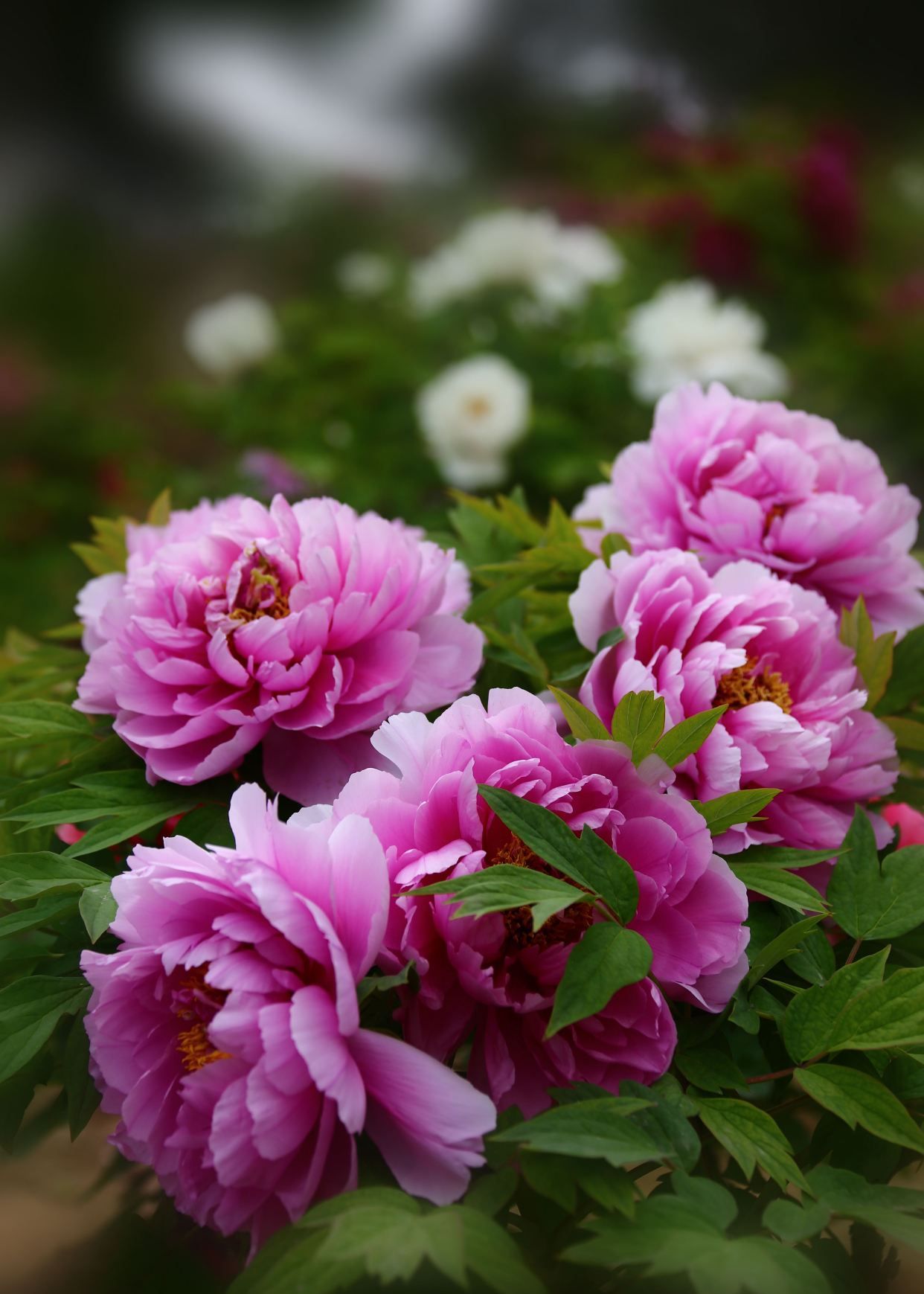 中国国花牡丹!漂亮_高清图集_新浪网