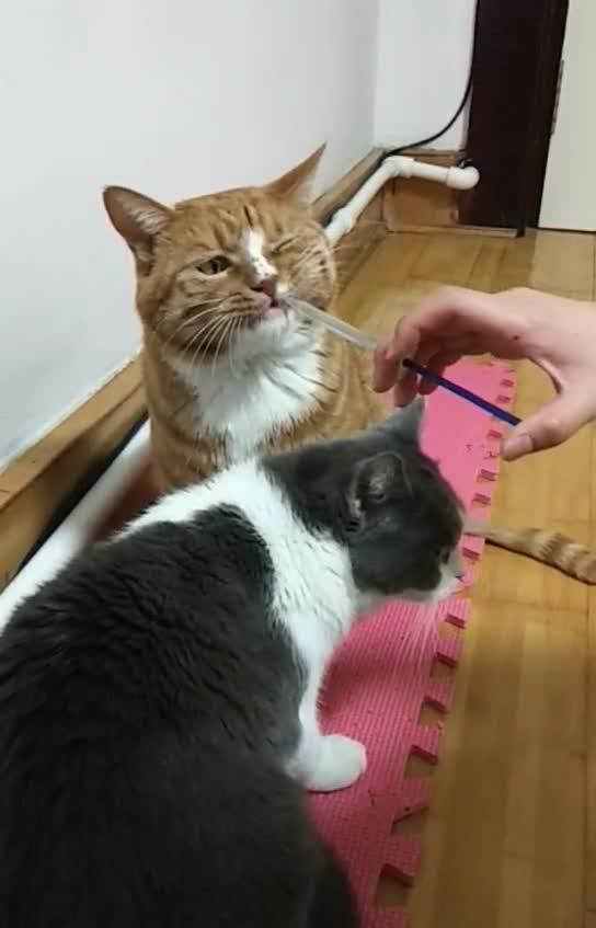 眼馋主人用针管给橘猫喂水,黑白猫凑过来排队喝水