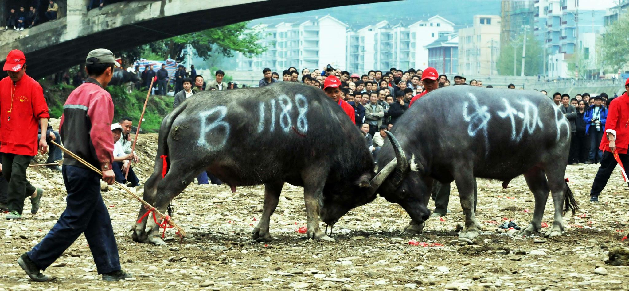 贵州：“超级牛王”斗牛大赛 迎万人围观_川南经济网