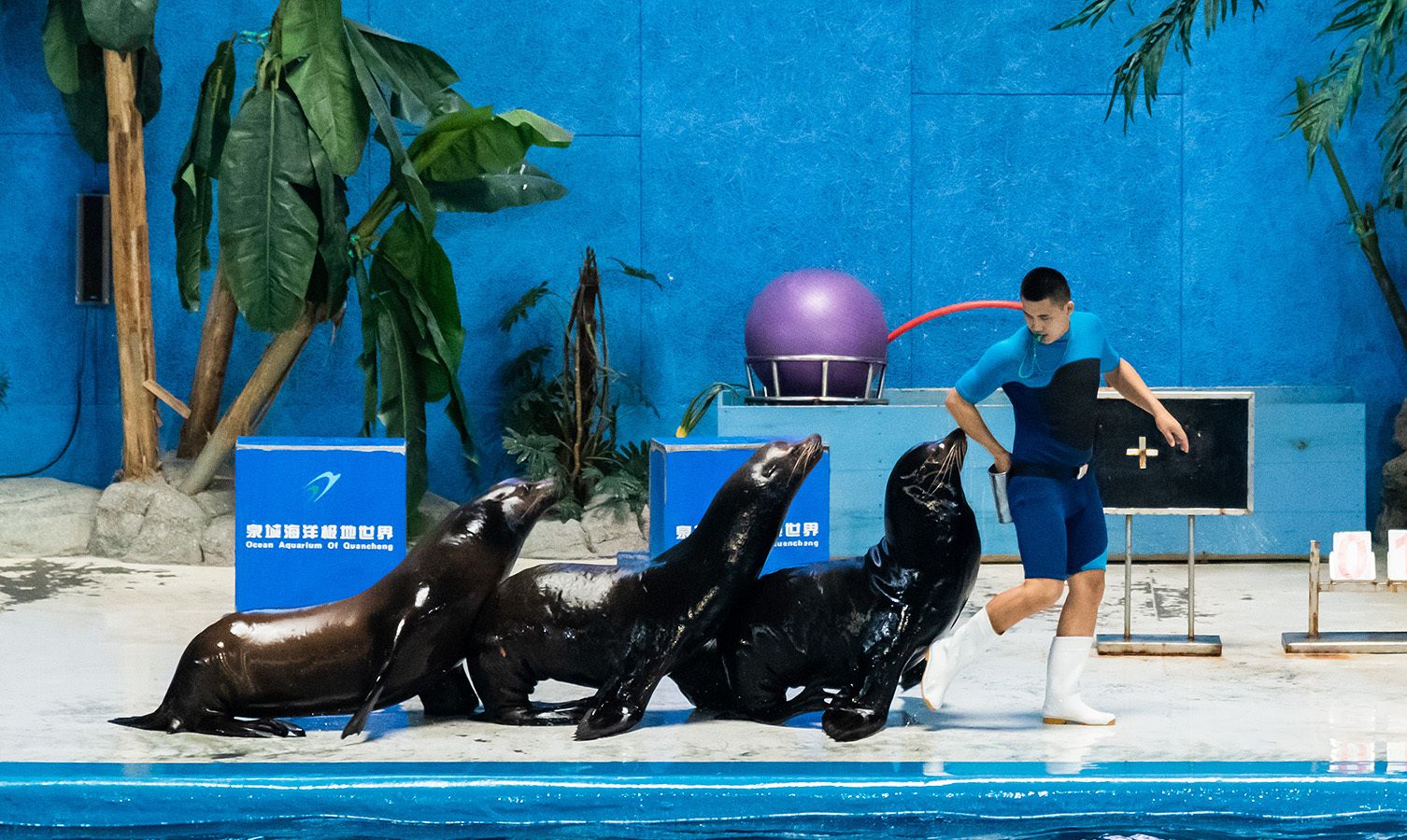 周末游泉城海洋极地世界,看美人鱼表演,竟还有世界之最!