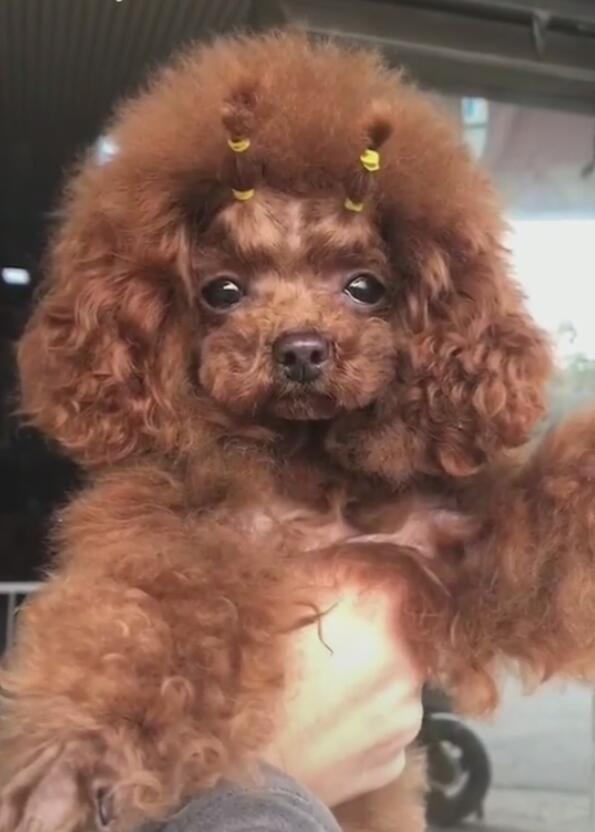 主人给泰迪绑两条小辫,气质立马提升,一瞧真的变白富美!