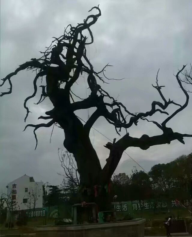 倒栽柏树你见过吗?|高淳|柏树|许逊_新浪新闻