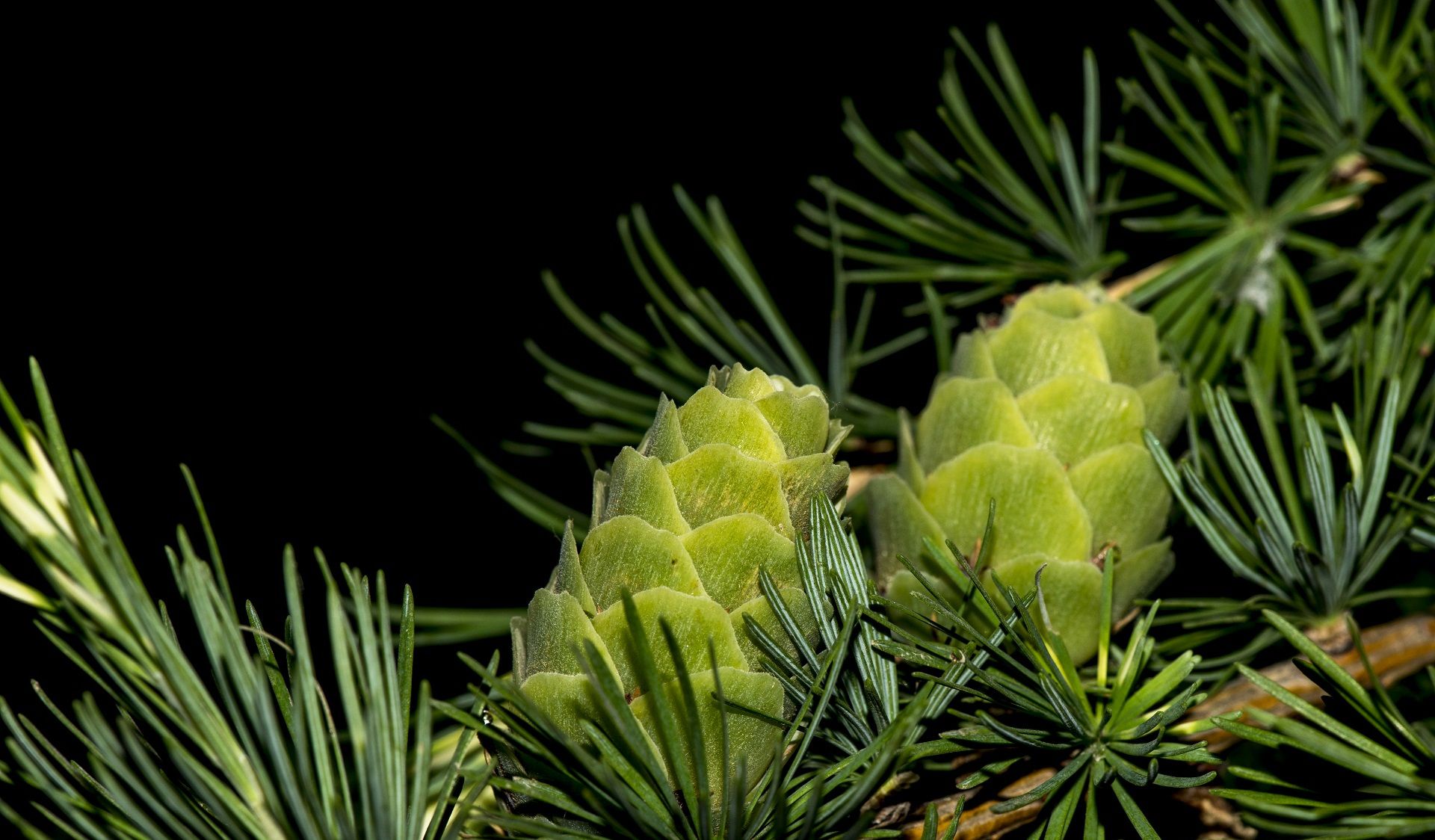 松果不止是灰黑色,微距镜头下的落叶松,原来松果还能这么美?