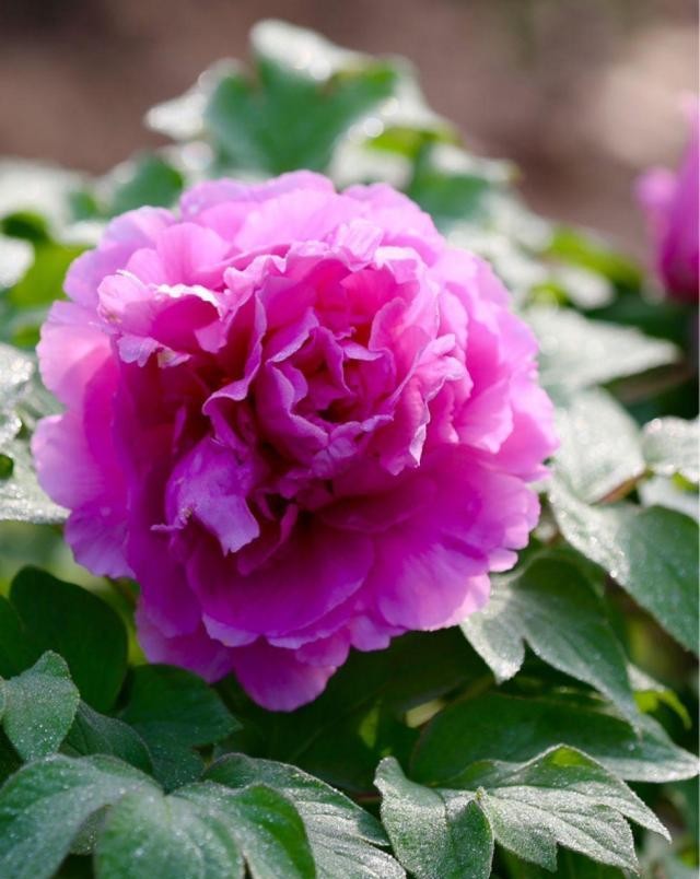 10种招财花,越养越气派,家里有一盆好运连连!