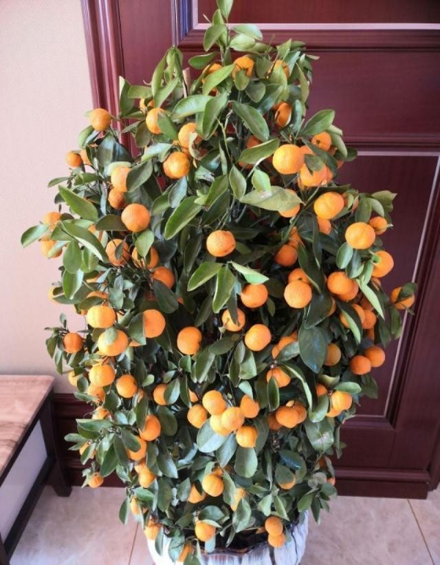 10种招财花,越养越气派,家里有一盆好运连连!