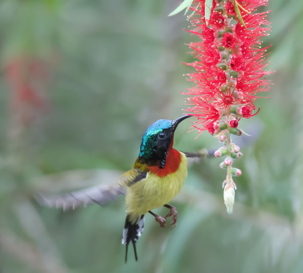 美丽的东方蜂鸟太阳鸟,你见过吗?