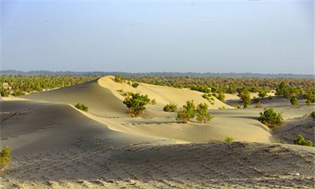 那一丛丛沙柳,给原本沉寂的沙海注入了生命的活力