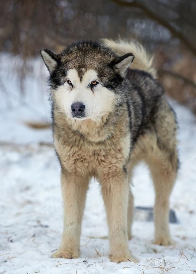 阿拉斯加耳朵的清理方法