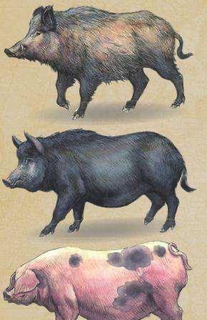 早在新石器时代我们的祖先就驯化了了野猪,驯化野兽为家畜是人类走向