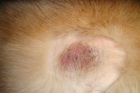 关于狗狗真菌性皮肤病如何治疗的方法