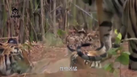 在自然界中，能够单杀老虎的食草动物有哪些？三种不能否认