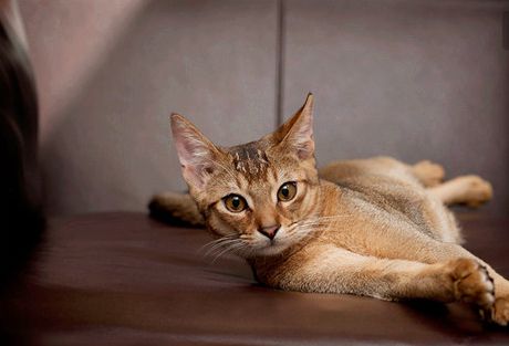 虽然名字非常拗口 但样子却十分可爱的猫 你认识它吗