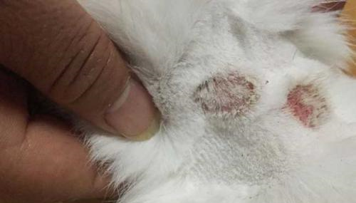 关于狗狗真菌性皮肤病如何治疗的方法