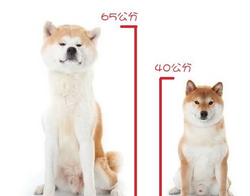 秋田犬和柴犬最大的区别就是它们的体型:秋田犬属于大型犬,可以长到65