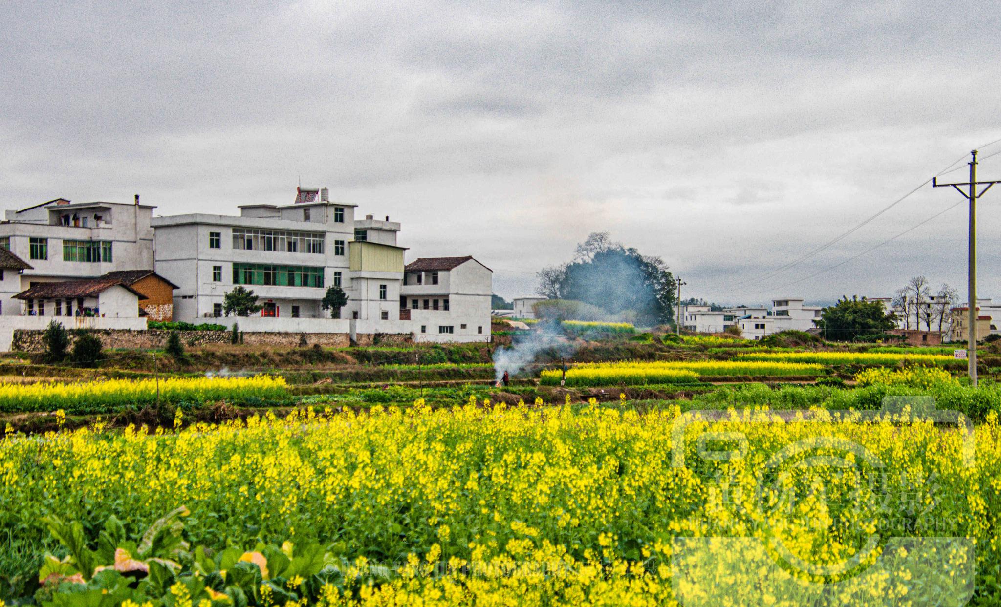 赣州于都县河田村,油菜花盛开的美丽乡村,故乡春天迷人的景色