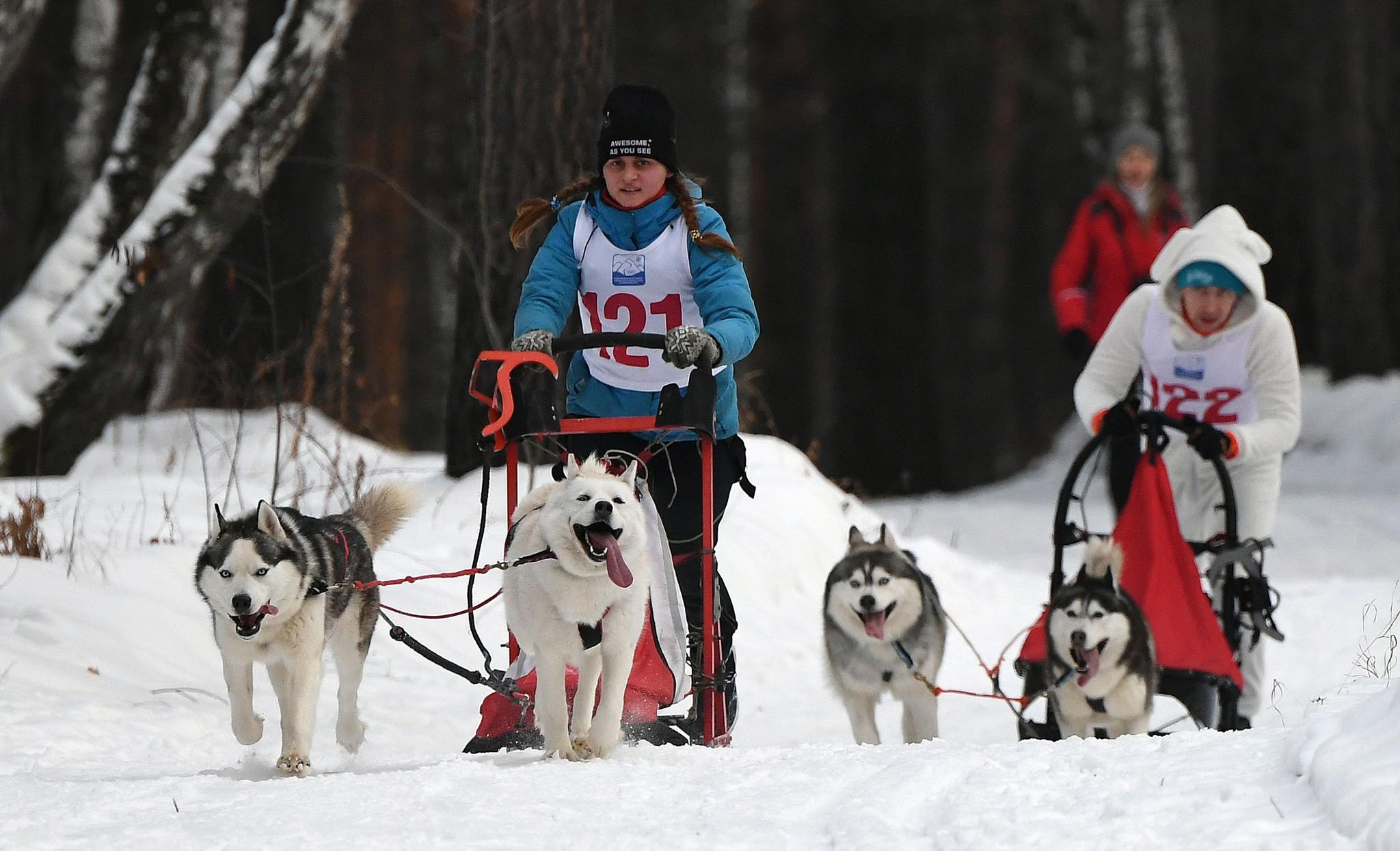 俄罗斯克拉斯诺亚尔斯克边疆区上演新年狗拉雪橇大赛(2)