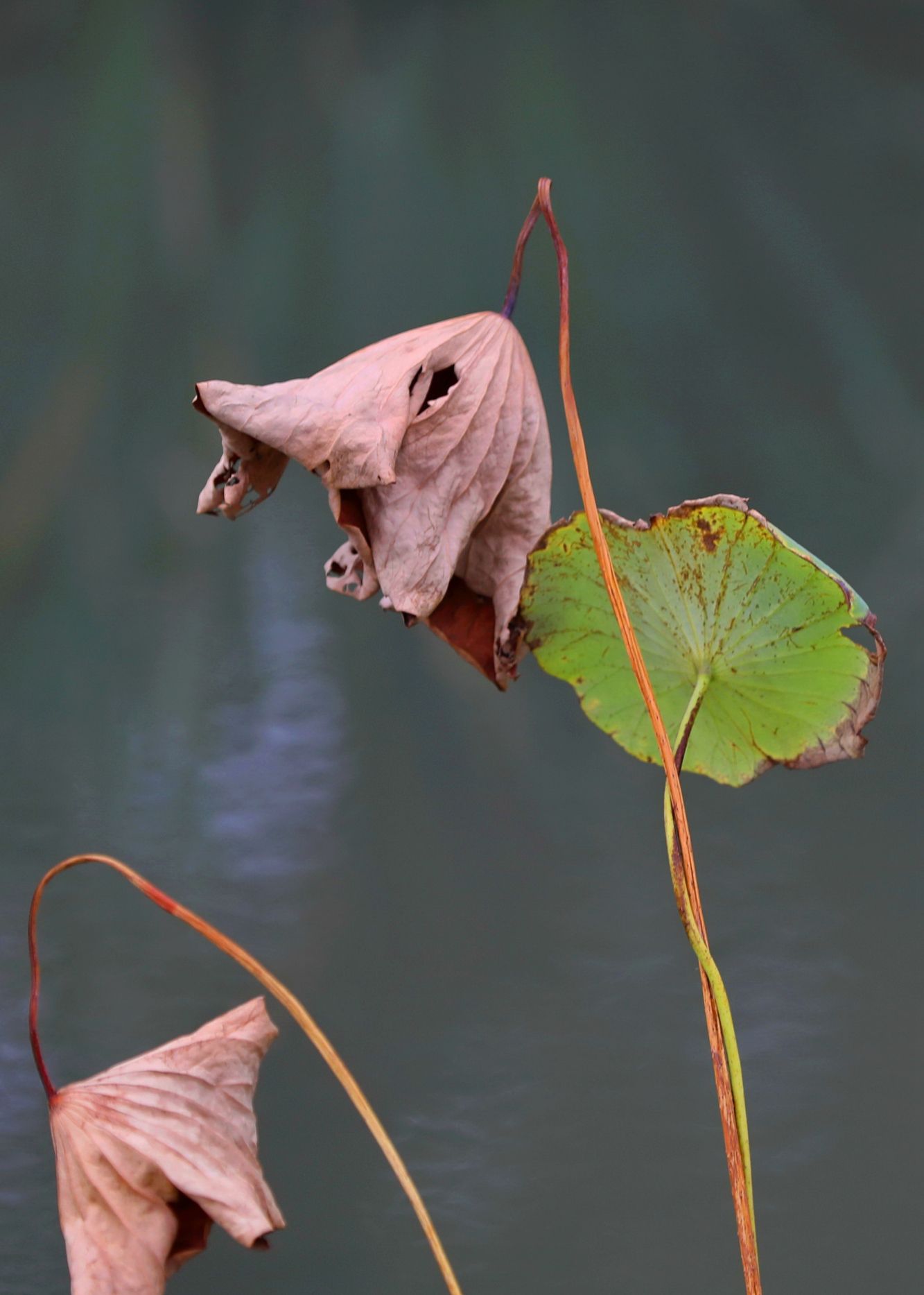 晚秋残荷黄绿相间,微风吹来飒飒作响,宛如窃窃私语伤别离