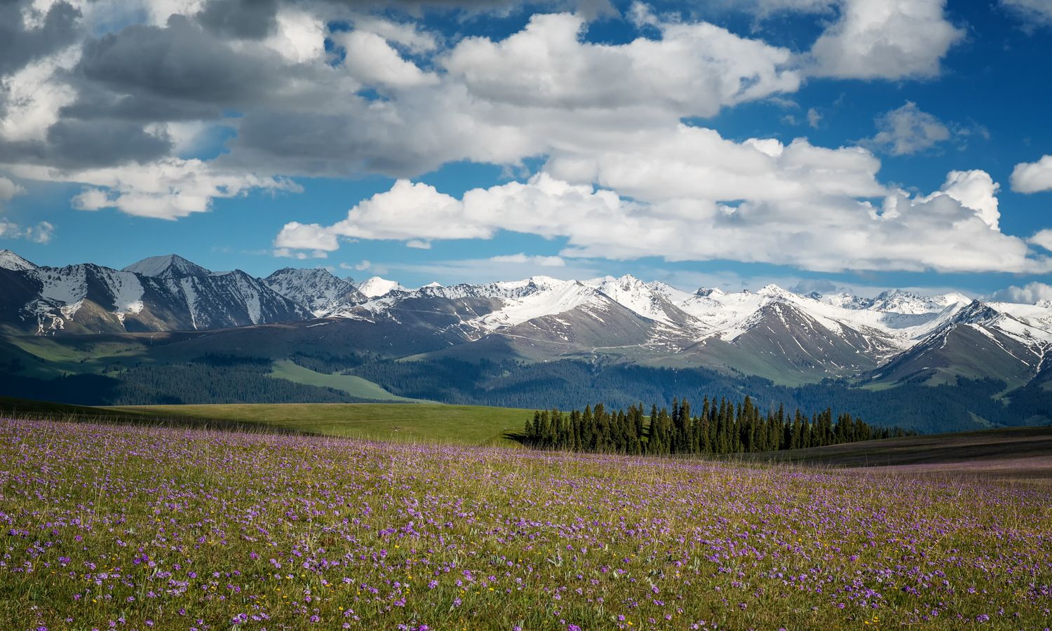 六月的伊犁,雪山与花海共存,中国最美的草原