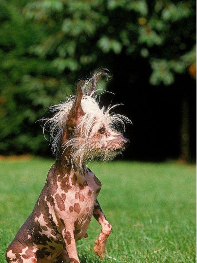 宠物狗中国冠毛犬迷人又可爱性格活泼开朗善于逗铲屎官开心