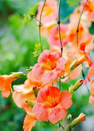 美丽的花 来欣赏并了解它们吧