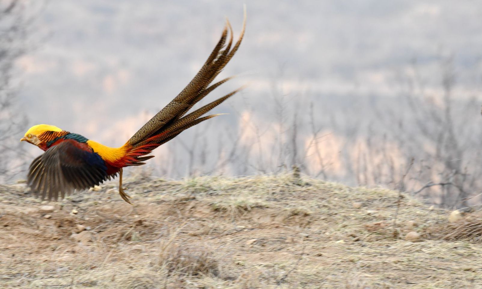 摄影师凌晨4点潜伏拍下山西中条山上一群凤凰鸡