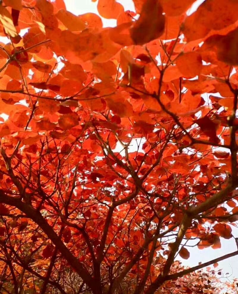 登上高山处,映入眼帘的是一片片红叶,景色何等壮观_高清图集_新浪网