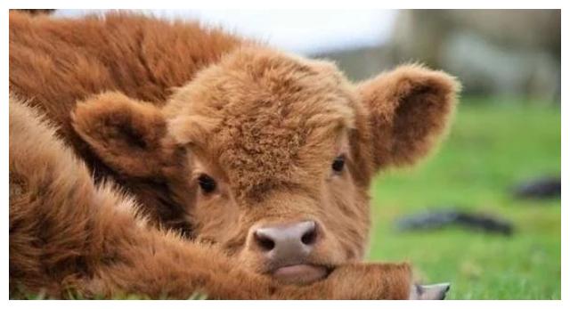 高地牛就适合在这种大草原中生活,如果生存在城市中反而没那种感觉呢!