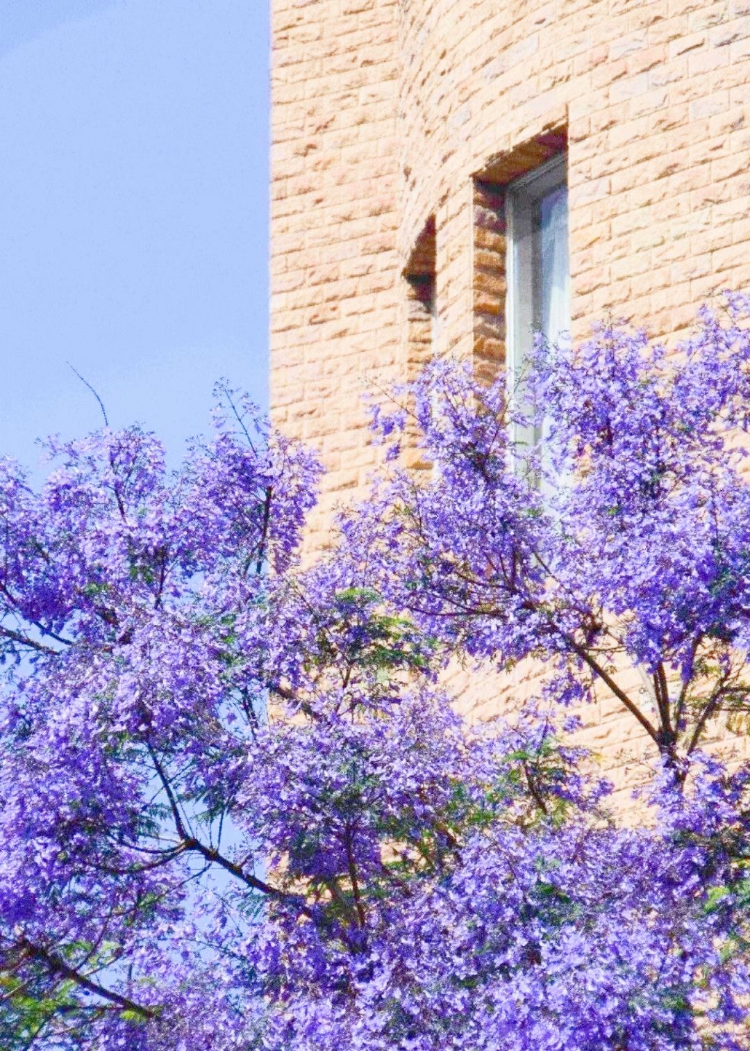 充满浪漫和神秘气息的紫色 樱花 你见过吗 太美了