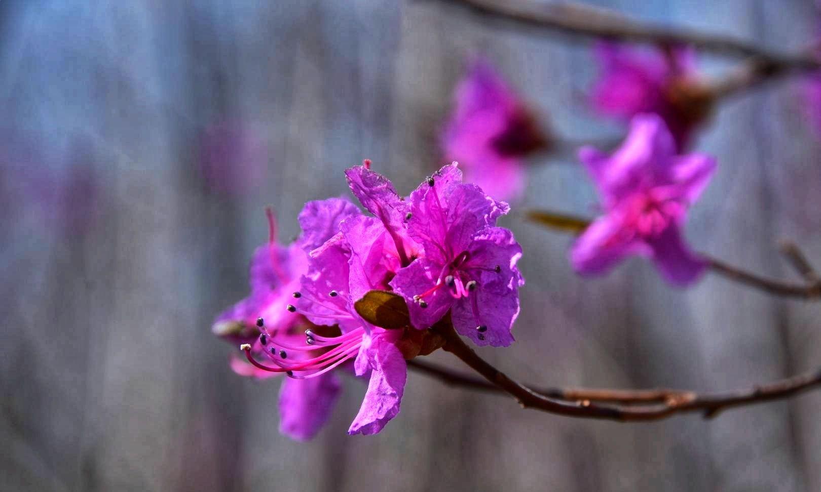 五一小长假大兴安岭漠河漫山遍野盛开兴安杜鹃花