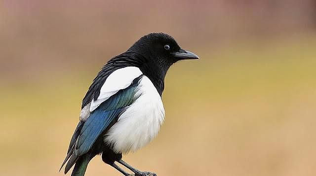 喜鹊上枝头喜事要来到喜鹊真的会报喜吗