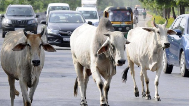 媒体:在大选前,成群结队的流浪牛将困扰印度的莫迪