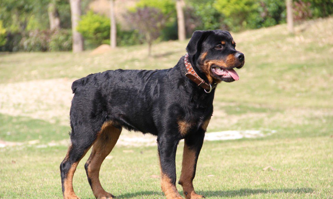 2018猛犬排行榜食尸犬竟然只排第五第一打架时都不会疼痛