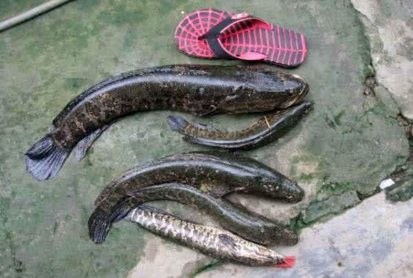 此鱼性凶猛,也温情;易上钩,也易脱钩.