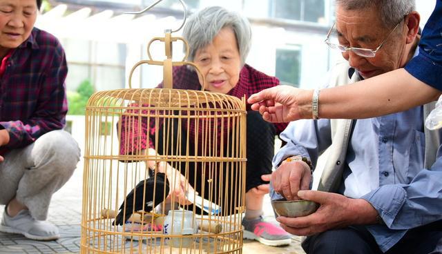 养常见的观赏鸟多是违法的只有这九种可以合法养殖|文鸟|鸟|鸟类_新浪新闻