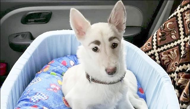 流浪狗被人恶搞,在脸上画粗眉!志工洗完才发现……原来长这样!