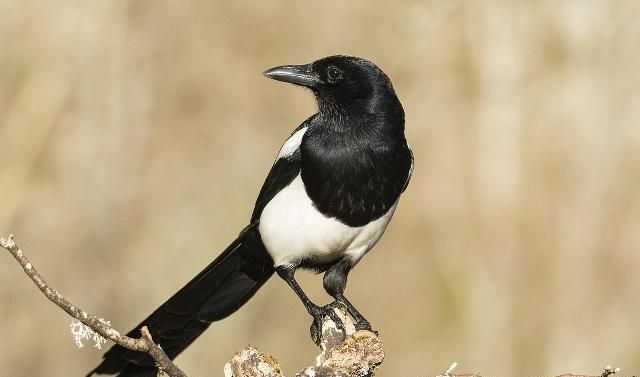 搞笑喜鹊就比乌鸦白一点为什么人们喜欢喜鹊却讨厌乌鸦呢