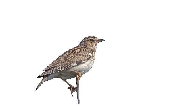 一起了解一下是如何选购百灵鸟的吧!_高清图集_新浪网