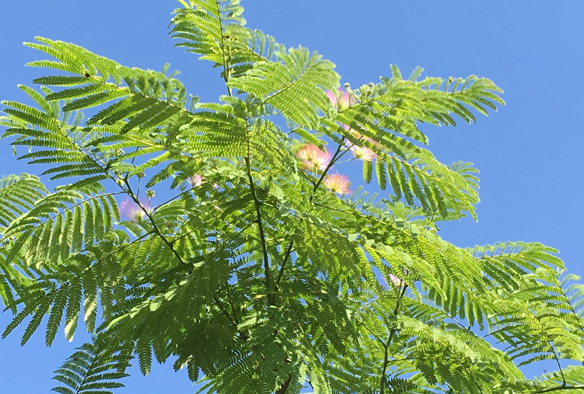 含羞草科植物合欢树养殖方法和注意事项