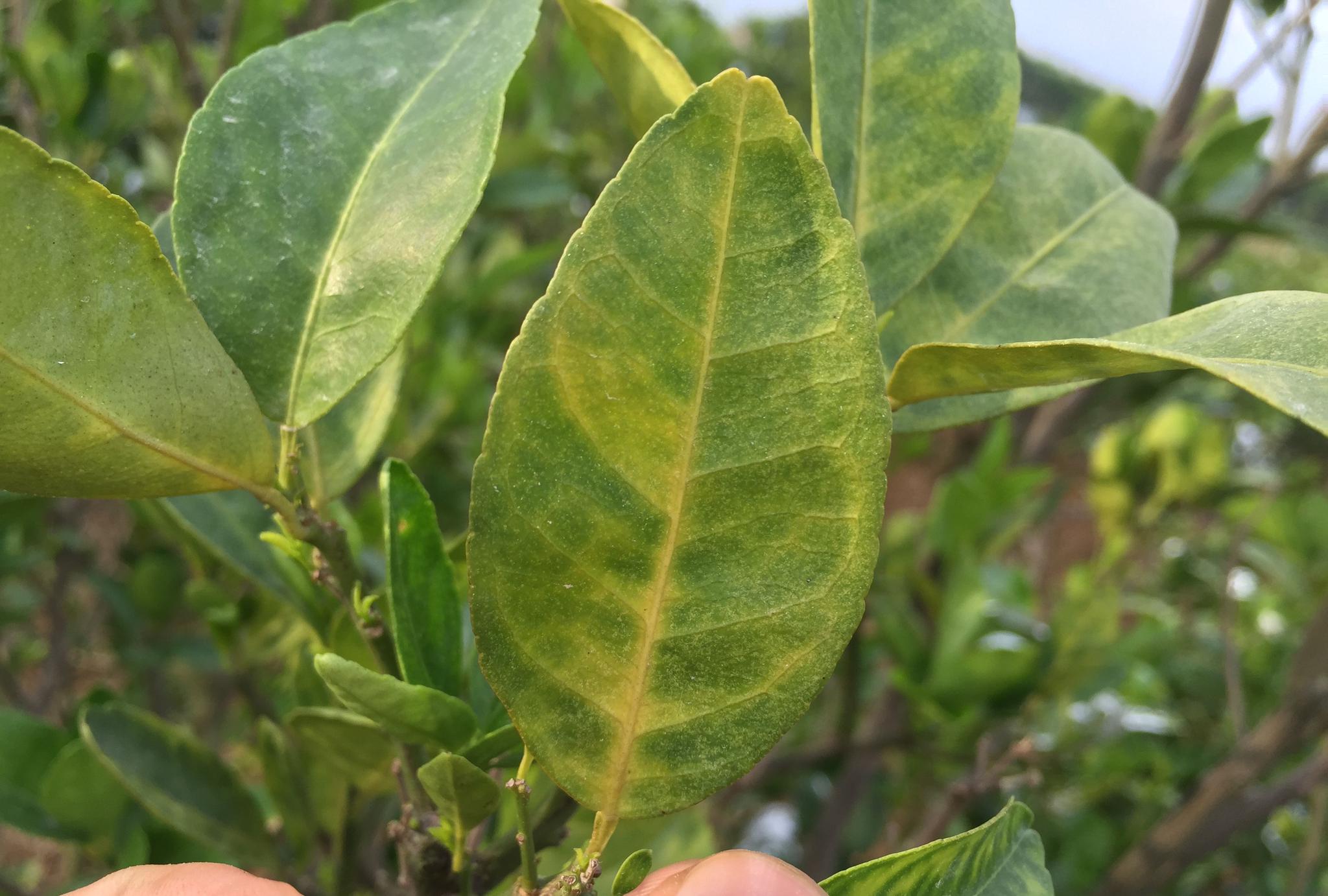 原创实地拍摄15张经典柑橘黄龙病高清图片免费分享