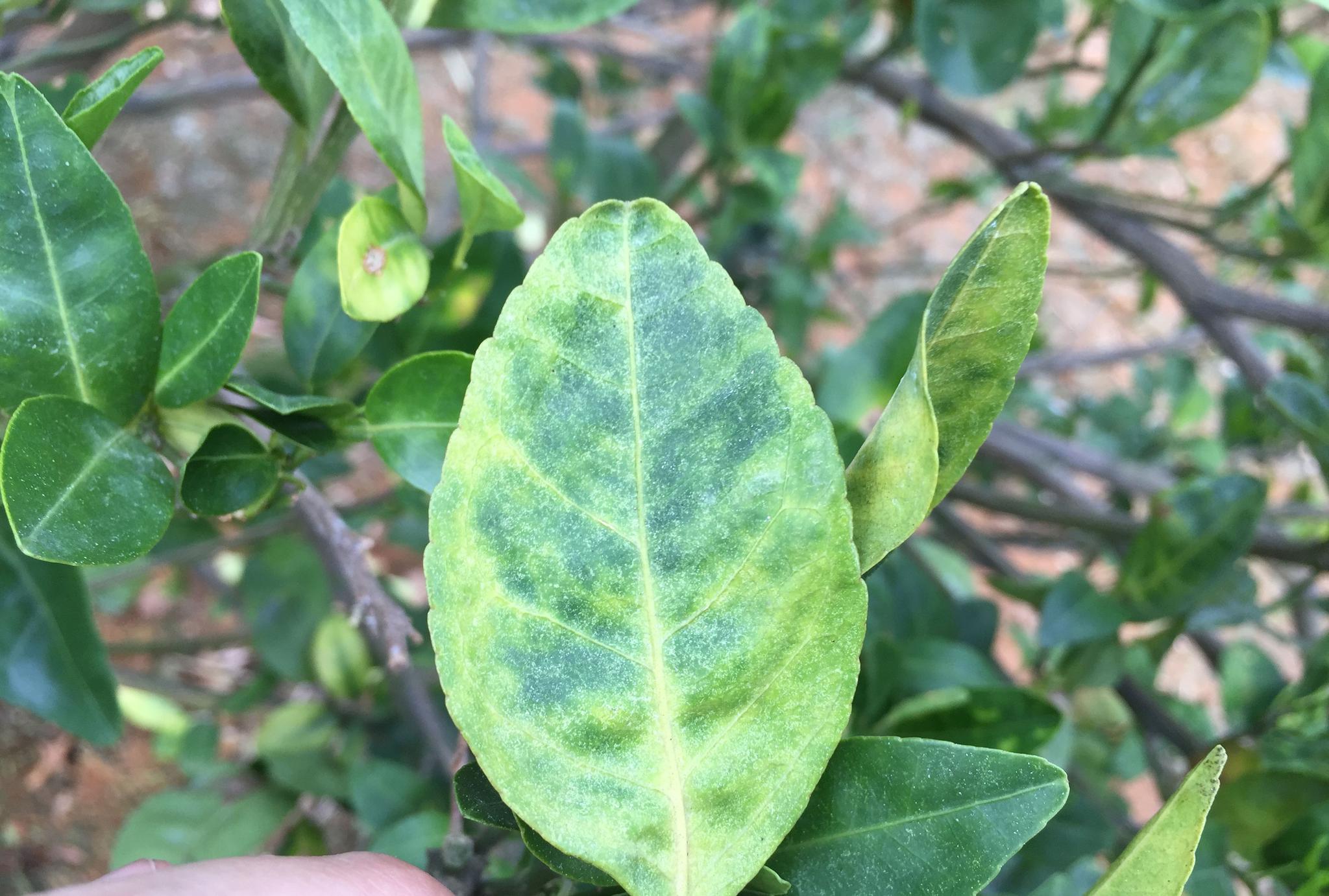 原创实地拍摄15张经典柑橘黄龙病高清图片免费分享