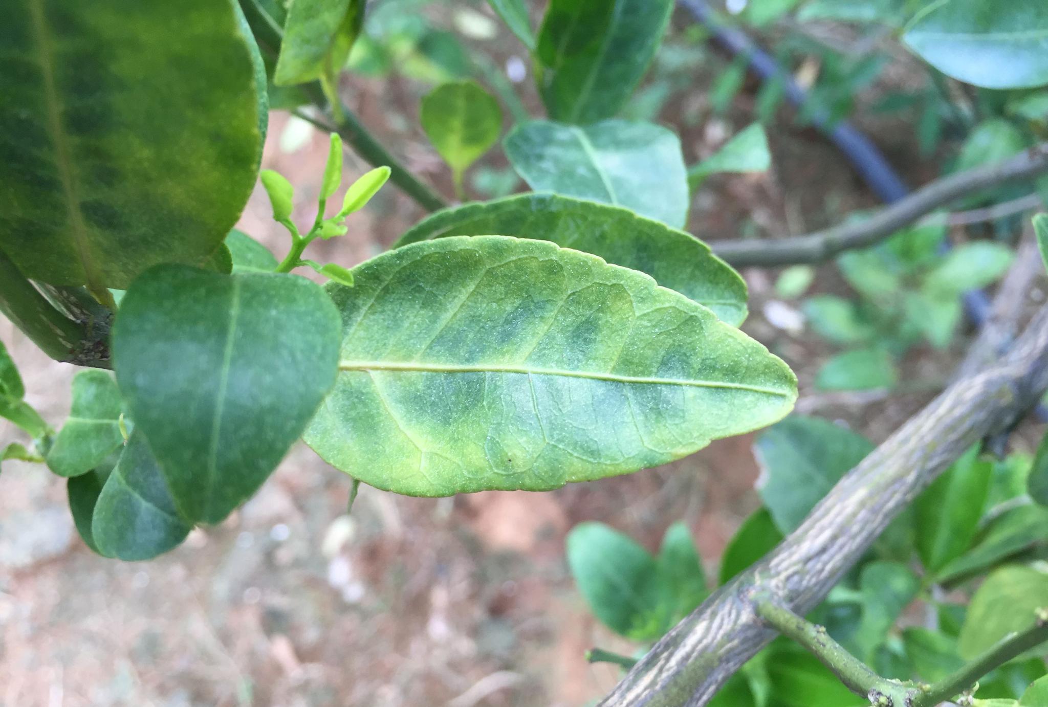 原创:实地拍摄15张经典柑橘黄龙病高清图片,免费分享