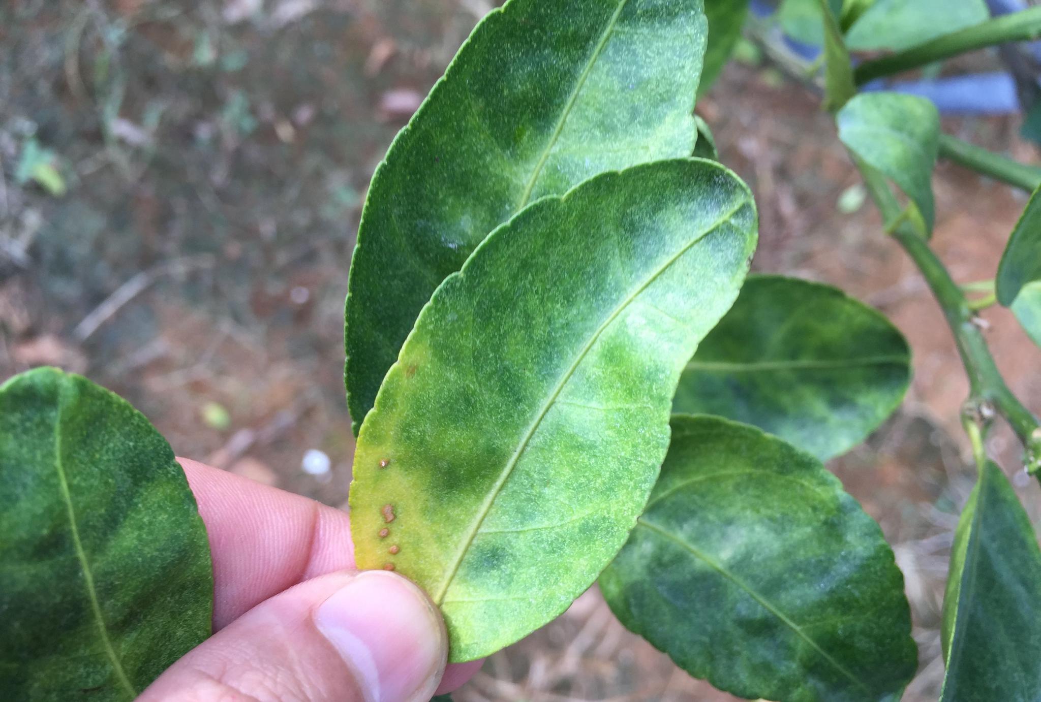 原创实地拍摄15张经典柑橘黄龙病高清图片免费分享