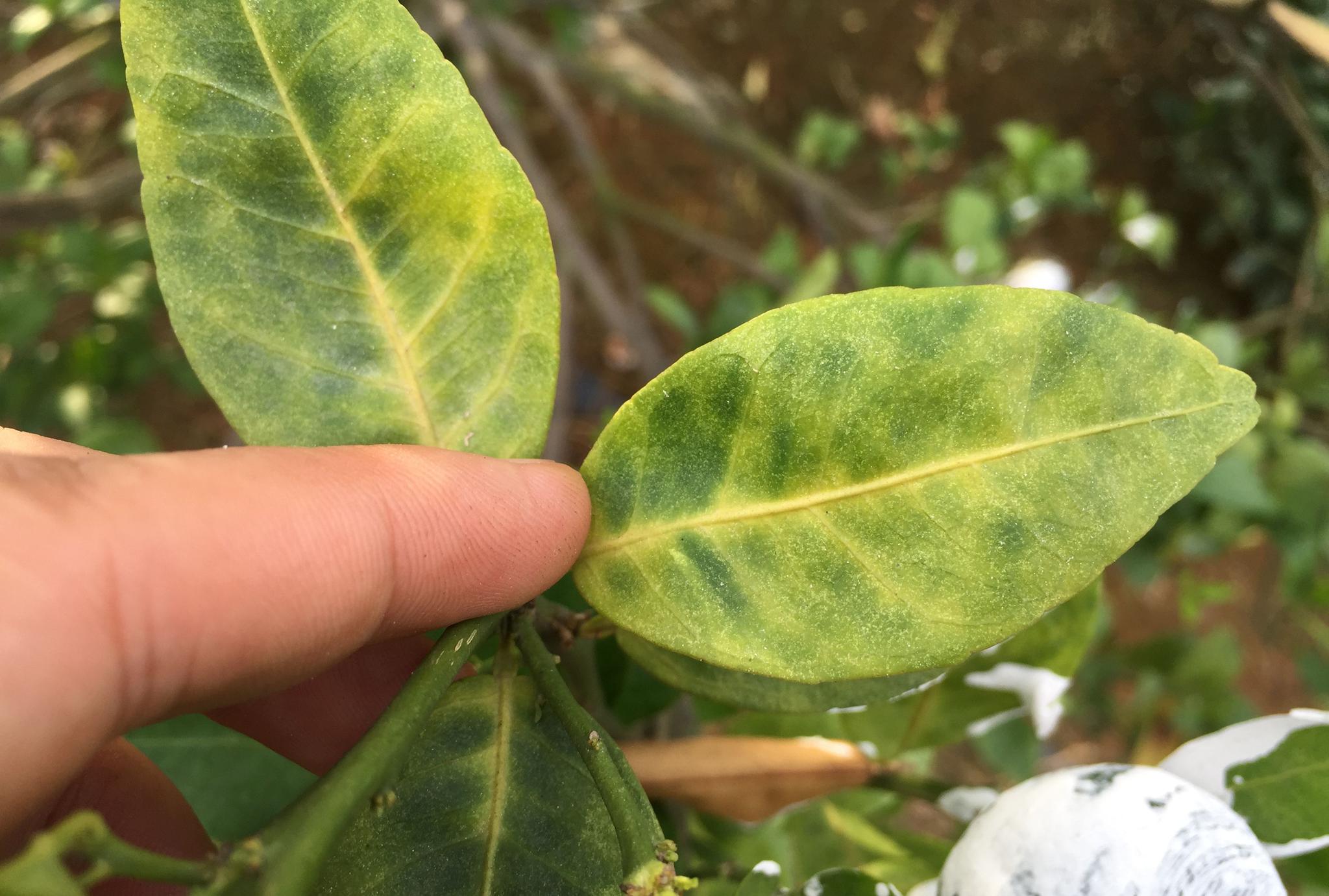 原创实地拍摄15张经典柑橘黄龙病高清图片免费分享