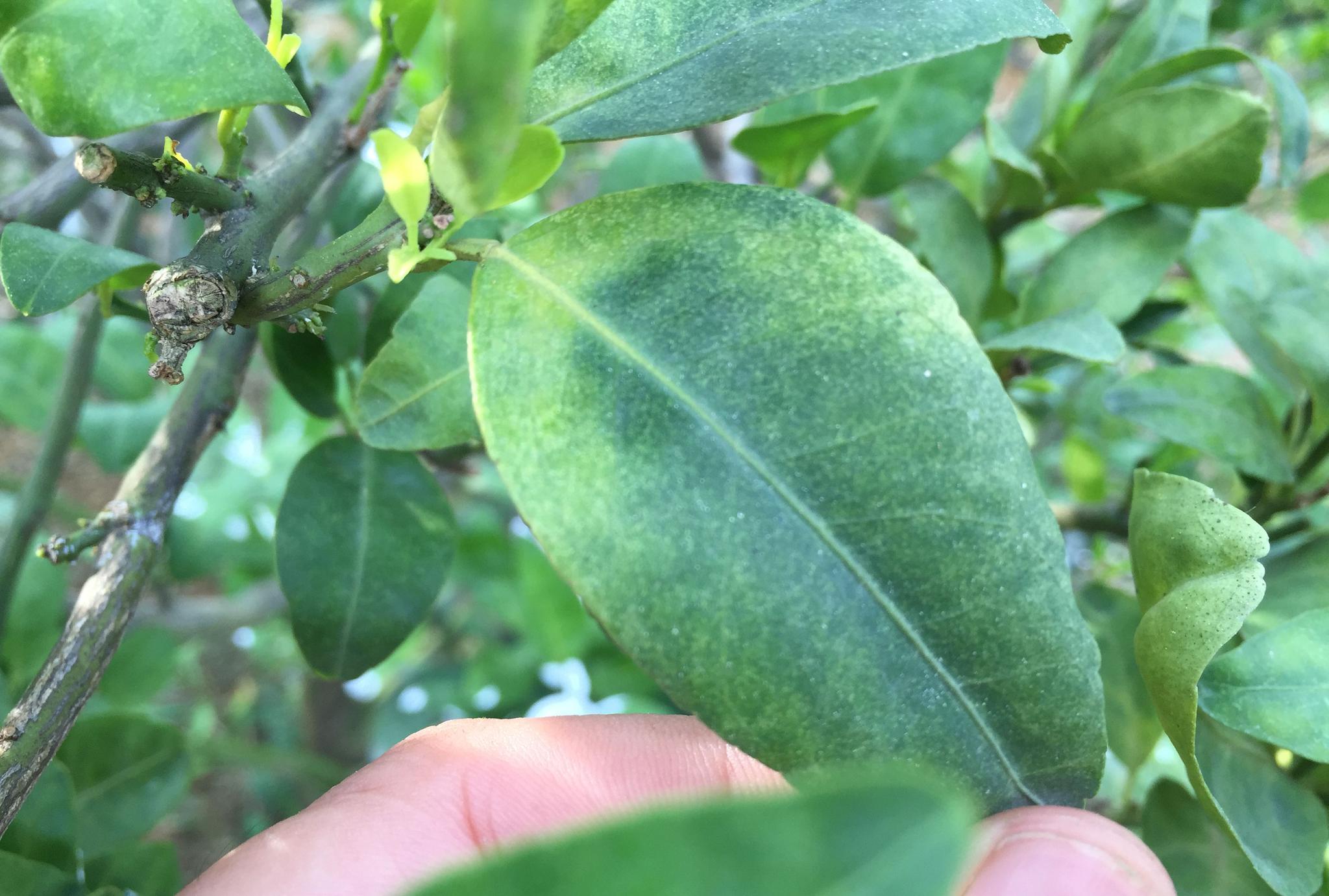 原创实地拍摄15张经典柑橘黄龙病高清图片免费分享