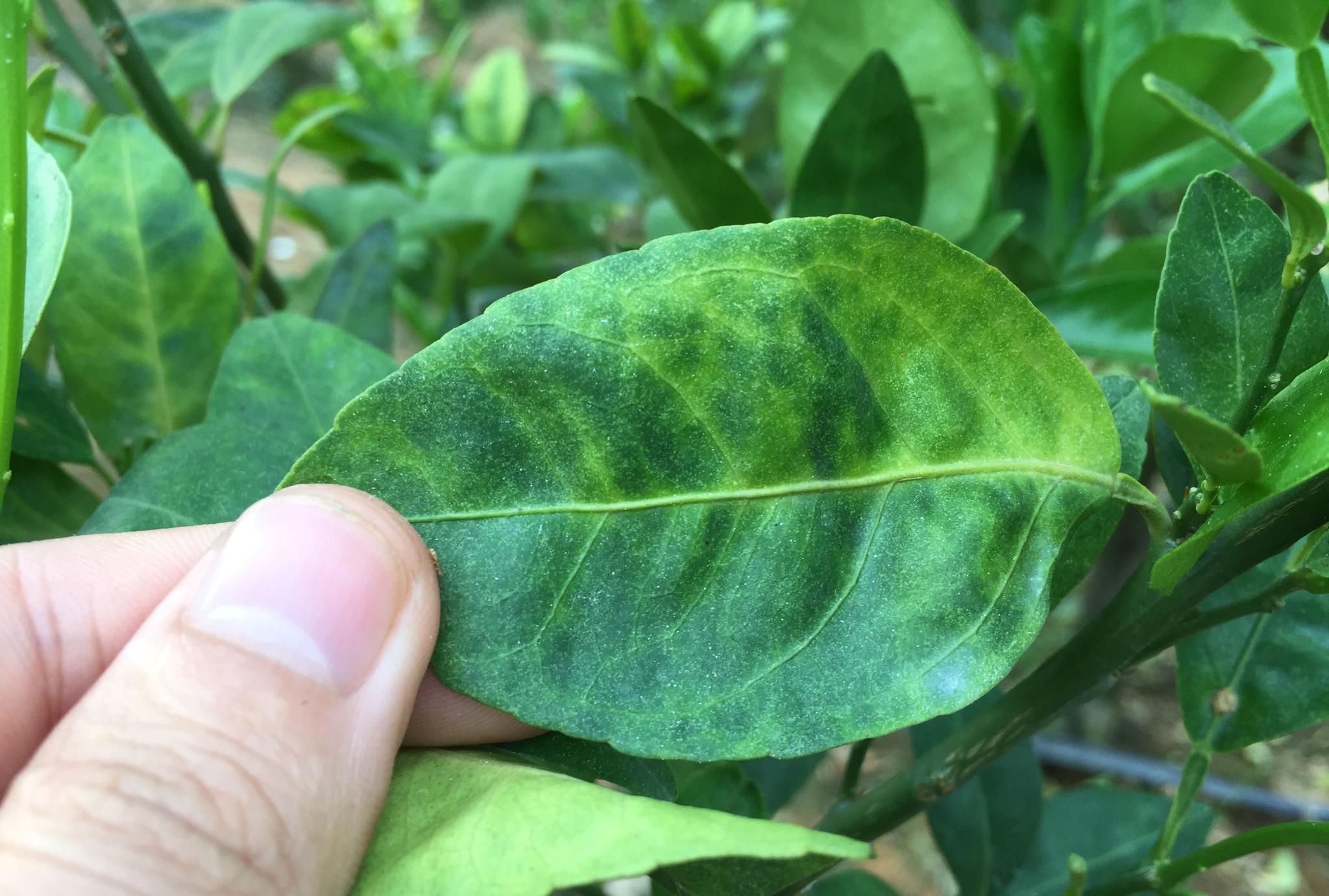 原创实地拍摄15张经典柑橘黄龙病高清图片免费分享