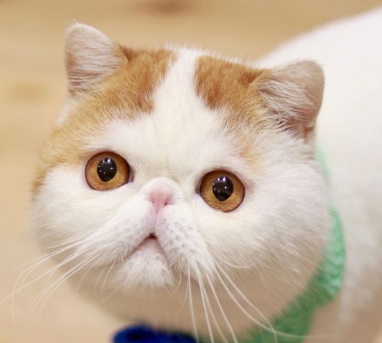 呆萌的加菲猫大图,在线卖萌,你喜欢哪一张呢?_高清图集_新浪网